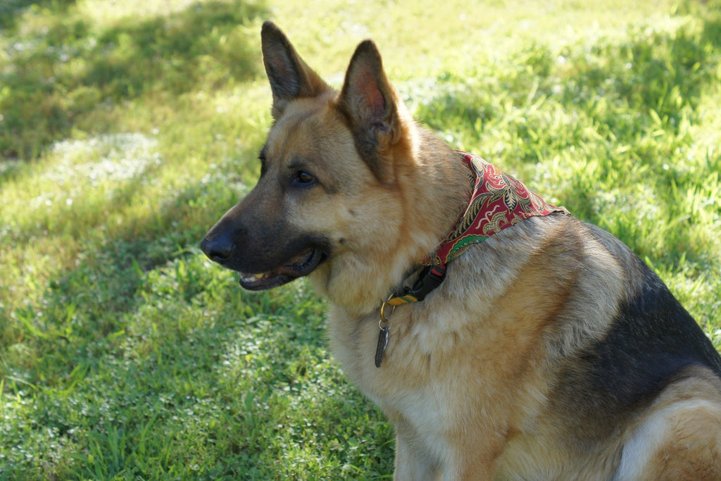 Dog Collar - Dog Collar - PURNAMA